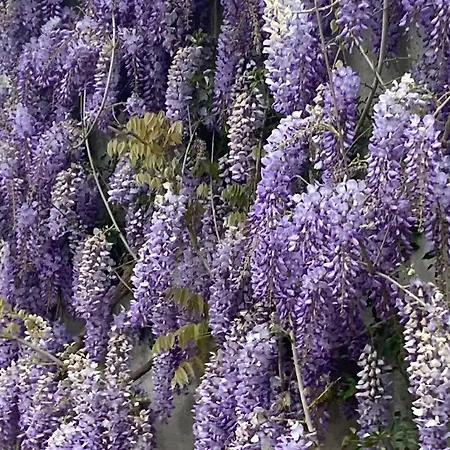 Un Bell Incontro * Borgo Ticino