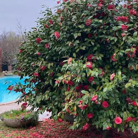 Un Bell Incontro アパート