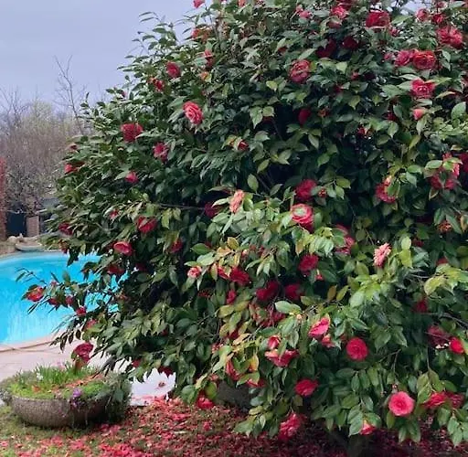 Un Bell Incontro דירה